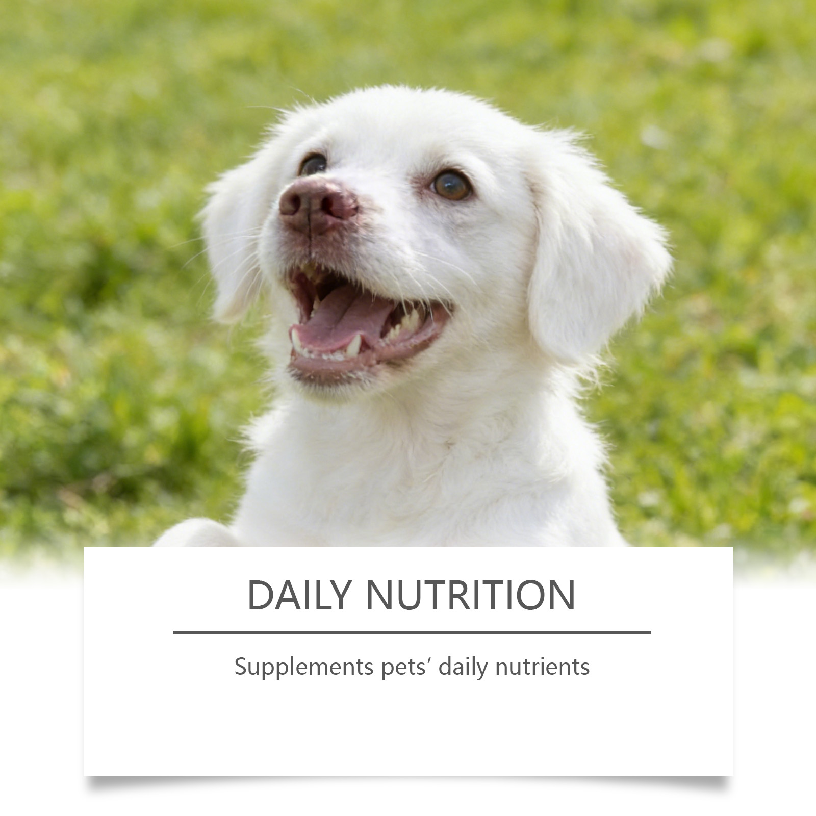 مسحوق التورين للكلاب سهل الخلط - مراجعة Wellness Health Nutrition وسعره
